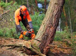 Best Lot and Land Clearing  in Tennessee Ridge, TN